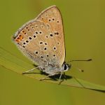 Ohniváček modrolemý - Lycaena hippothoe ♂, Ralsko (VI, 2009)