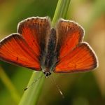 Ohniváček modrolemý - Lycaena hippothoe ♂, Ralsko (VI, 2009)