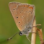 Ohniváček modrolemý - Lycaena hippothoe ♂, Ralsko (VI, 2009)