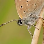 Ohniváček modrolemý - Lycaena hippothoe ♂, Ralsko (VI, 2009)