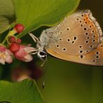 Ohniváček modrolemý - Lycaena hippothoe ♂, Ralsko (VI, 2009)