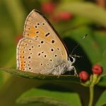 Ohniváček modrolemý - Lycaena hippothoe ♂, Ralsko (VI, 2009)