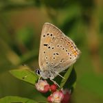 Ohniváček modrolemý - Lycaena hippothoe ♂, Ralsko (VI, 2009)