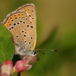 Ohniváček modrolemý - Lycaena hippothoe ♂, Ralsko (VI, 2009)