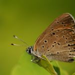 Ohniváček modrolemý - Lycaena hippothoe ♂, Ralsko (VI, 2009)