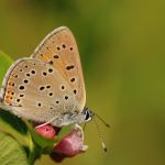 Ohniváček modrolemý - Lycaena hippothoe ♂, Ralsko (VI, 2009)