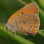 Ohniváček modrolemý - Lycaena hippothoe ♂, Ralsko (VI, 2009)