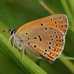 Ohniváček modrolemý - Lycaena hippothoe ♂, Ralsko (VI, 2009)