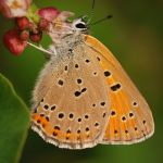 Ohniváček modrolemý - Lycaena hippothoe ♂, Ralsko (VI, 2009)