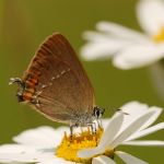 Ostruháček kapinicový - Satyrium acaciae, Bílé Karpaty (VI, 2008)