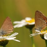 Ostruháček kapinicový - Satyrium acaciae, Bílé Karpaty (VI, 2008)