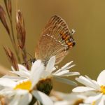 Ostruháček kapinicový - Satyrium acaciae, Bílé Karpaty (VI, 2008)