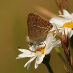 Ostruháček kapinicový - Satyrium acaciae, Bílé Karpaty (VI, 2008)