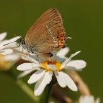 Ostruháček kapinicový - Satyrium acaciae, Bílé Karpaty (VI, 2008)