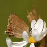 Ostruháček kapinicový - Satyrium acaciae, Bílé Karpaty (VI, 2008)