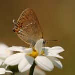 Ostruháček kapinicový - Satyrium acaciae, Bílé Karpaty (VI, 2008)