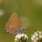 Ostruháček kapinicový - Satyrium acaciae, Bílé Karpaty (VI, 2008)