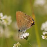 Ostruháček kapinicový - Satyrium acaciae, Bílé Karpaty (VI, 2008)