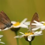 Ostruháček kapinicový - Satyrium acaciae, Bílé Karpaty (VI, 2008)
