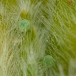Ostruháček ostružinový - Callophrys rubi, detail vajíček, Morava (VI, 2013)
