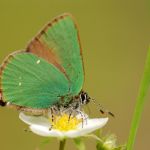 Ostruháček ostružinový - Callophrys rubi, Doubravice (V, 2008)