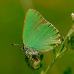 Ostruháček ostružinový - Callophrys rubi, Morava (VI, 2013)