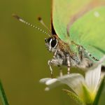 Ostruháček ostružinový - Callophrys rubi, NP Podyjí (V, 2009)