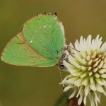 Ostruháček ostružinový - Callophrys rubi, NP Podyjí (V, 2009)