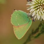 Ostruháček ostružinový - Callophrys rubi, NP Podyjí (V, 2009)