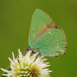 Ostruháček ostružinový - Callophrys rubi, NP Podyjí (V, 2009)