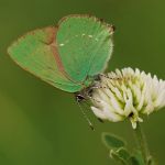 Ostruháček ostružinový - Callophrys rubi, NP Podyjí (V, 2009)