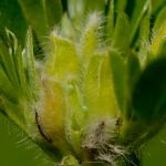 Ostruháček ostružinový - Callophrys rubi, živná rostlina s vajíčky Morava (VI, 2013)