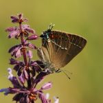 Ostruháček trnkový - Satyrium spini, Kurdějov (VI, 2008)