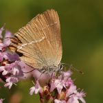 Ostruháček trnkový - Satyrium spini, Kurdějov (VII, 2009)