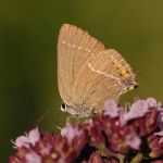 Ostruháček trnkový - Satyrium spini, Kurdějov (VII, 2009)