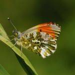 Bělásek řeřichový – Anthocharis cardmines ♂, Jičín (IV, 2008)