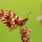Perleťovec nejmenší - Boloria dia, Střevač (VII, 2009)