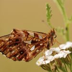 Perleťovec nejmenší - Boloria dia ♂, Prachov (VI, 2007)