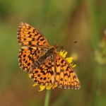 Perleťovec nejmenší - Boloria dia ♂, Prachov (VI, 2007)