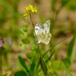 Bělásek rezedkový – Pontia daplidice, samice při kladení. Morava (VI, 2013)