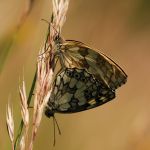 Okáč bojínkový - Melanargia galathea - kopulace, Bílé Karpaty (VI, 2008)