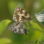 Okáč bojínkový - Melanargia galathea - kopulace, Milovice (VI, 2007)