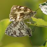 Okáč bojínkový - Melanargia galathea - kopulace, Milovice (VI, 2007)