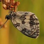 Okáč bojínkový - Melanargia galathea, Ralsko (VII, 2009)