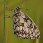 Okáč bojínkový - Melanargia galathea, Ralsko (VII, 2009)