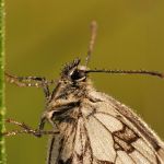 Okáč bojínkový - Melanargia galathea, Ralsko (VII, 2009)