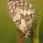 Okáč bojínkový - Melanargia galathea, Ralsko (VII, 2009)