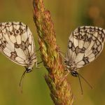 Okáč bojínkový - Melanargia galathea, Ralsko (VII, 2009)