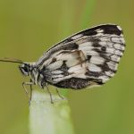 Okáč bojínkový - Melanargia galathea, Ralsko (VII, 2009)