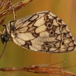 Okáč bojínkový - Melanargia galathea, Ralsko (VII, 2009)